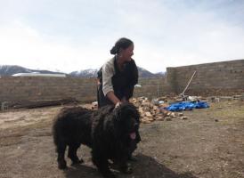 Mastiff Dog in local Tibetan Family